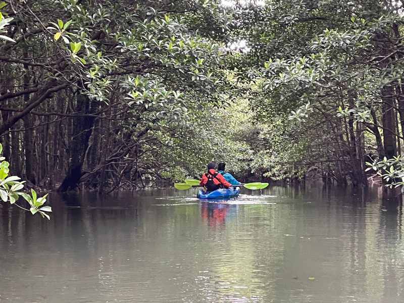Iriomote: Sacred Forest & Island Traditions