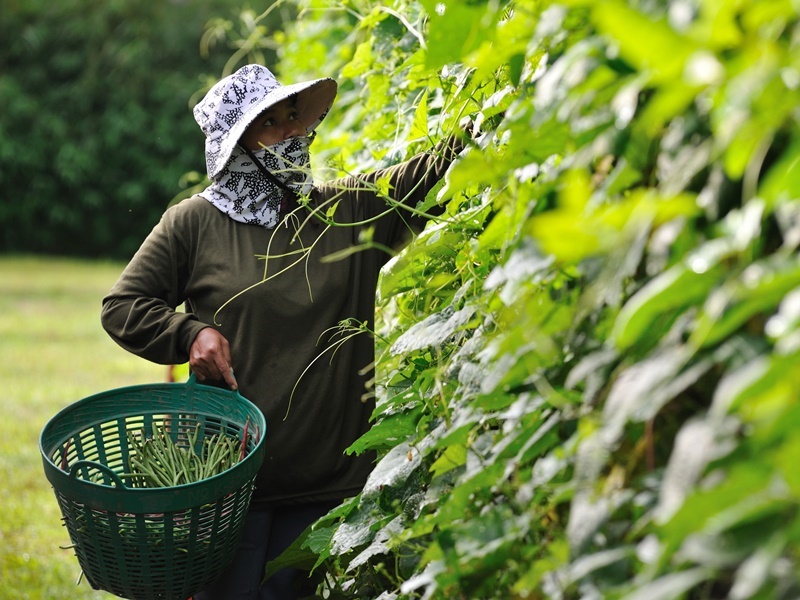Khao Sok Organic Hill and Lake Safari