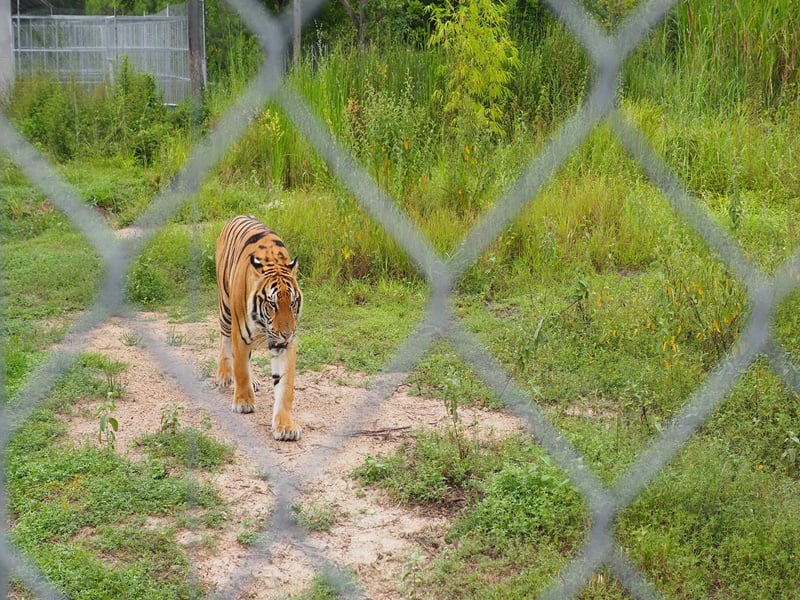 Wildlife Nature Retreat