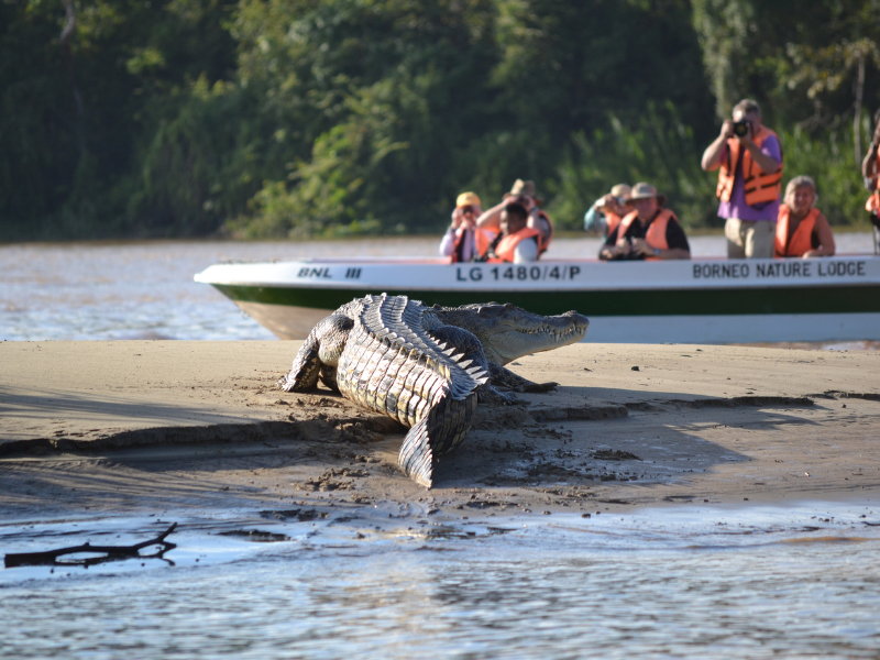 Sukau River Safaris at Borneo Nature Lodge
