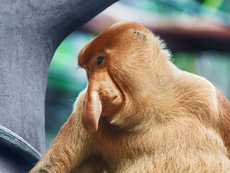 Sabah Wildlife Sanctuaries