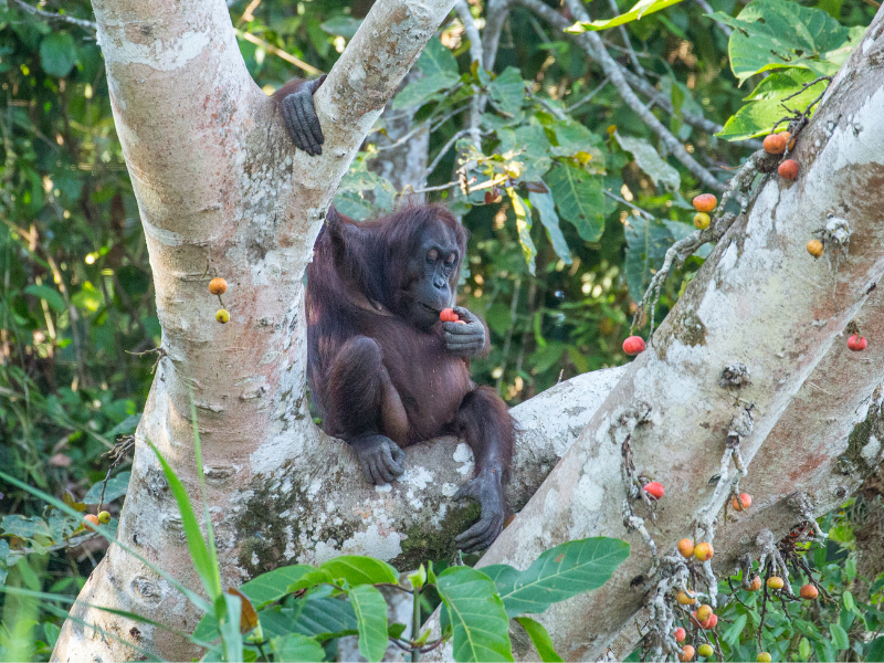 Sukau River Safaris at Borneo Nature Lodge