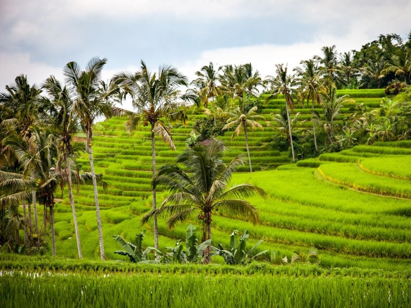 Bali Road Bike Adventure