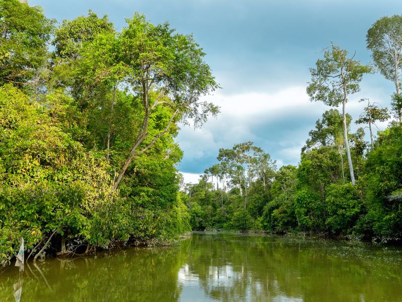 Exclusive Kinabatangan River Wildlife Cruise