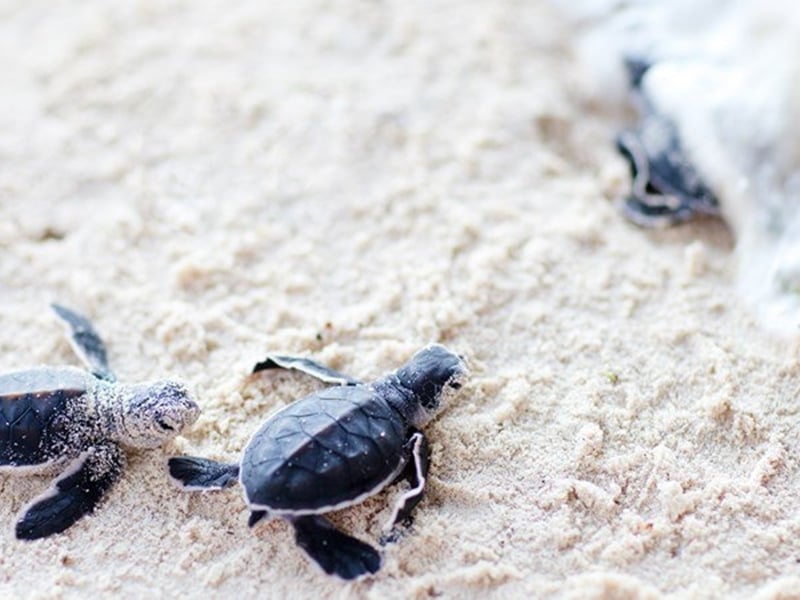 The Sea Turtles of Libaran Island