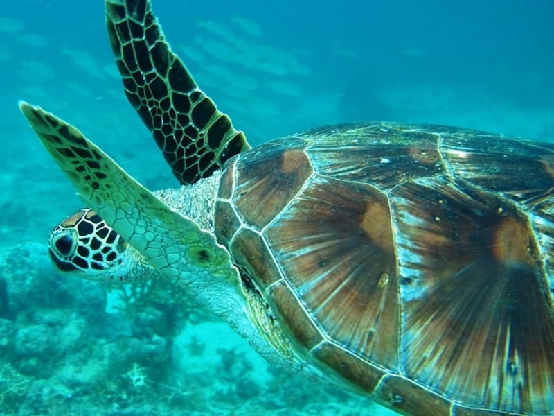 The Sea Turtles of Libaran Island