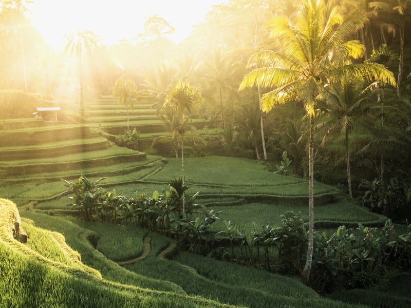 Highlights of Bali
