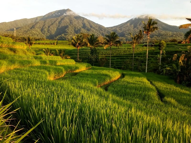 Overland From North Bali to Ubud