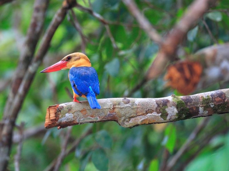 Sumatra Overland, Kerinci and Weh Island Adventure