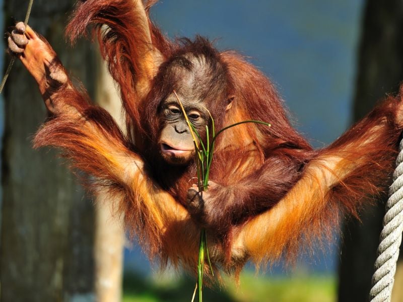 Sumatra Overland, Kerinci and Weh Island Adventure