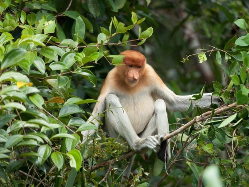 Sumatra Overland, Kerinci and Weh Island Adventure