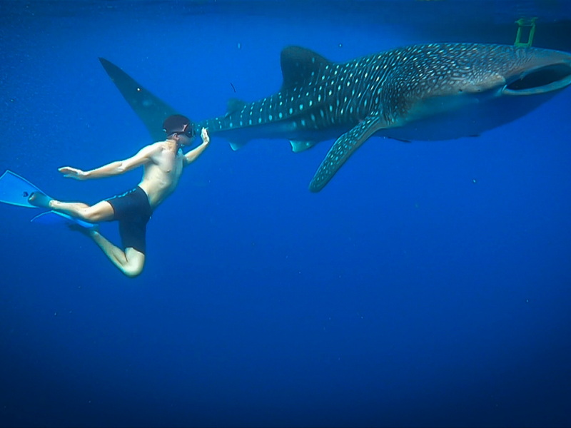 The Sumbawa: Whale Sharks & Nature Experience