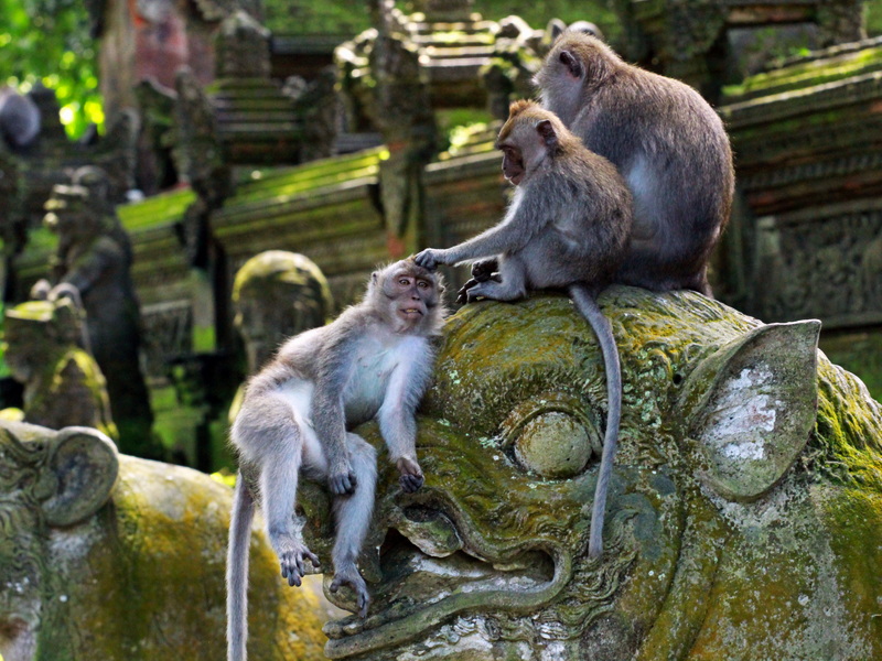 Ubud Soft Adventure