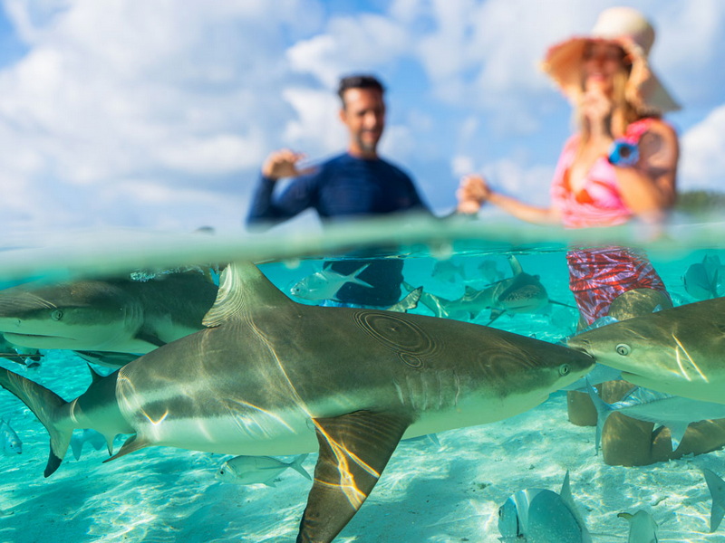 Raja Ampat, Nature’s Masterpiece Luxury Cruise