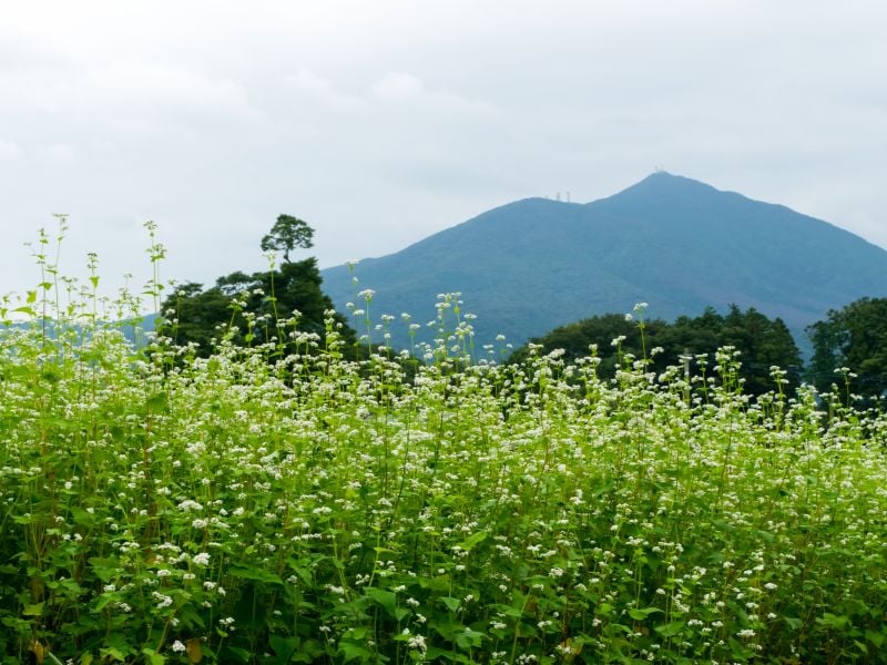 Japan’s Triangle Ride