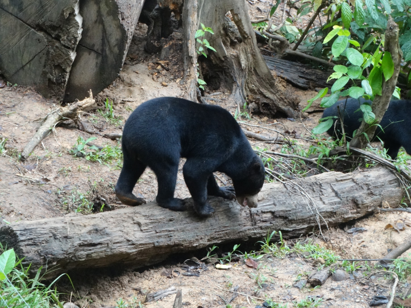 Sabah Wildlife Sanctuaries