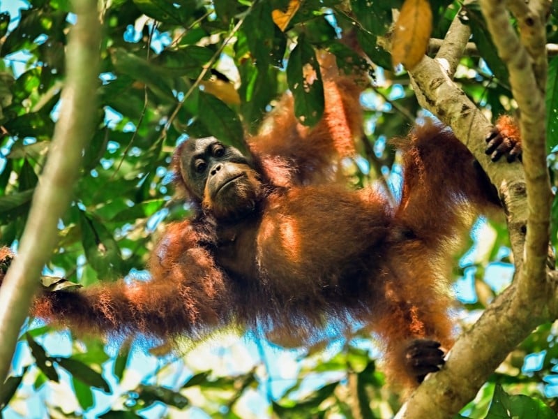 Utan Rainforest Wildlife Safari