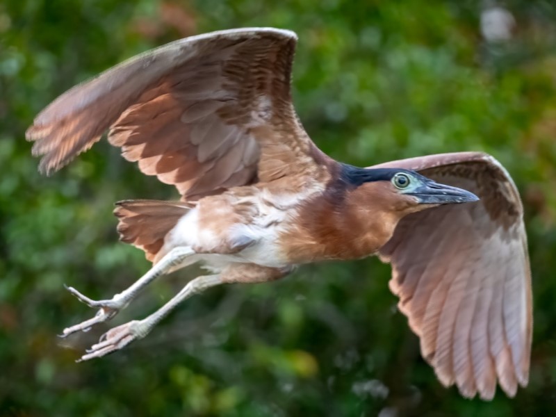 Utan Rainforest Wildlife Safari