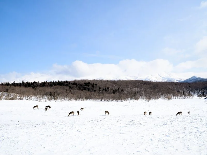 Limited Season Hokkaido Winter Wildlife Tour