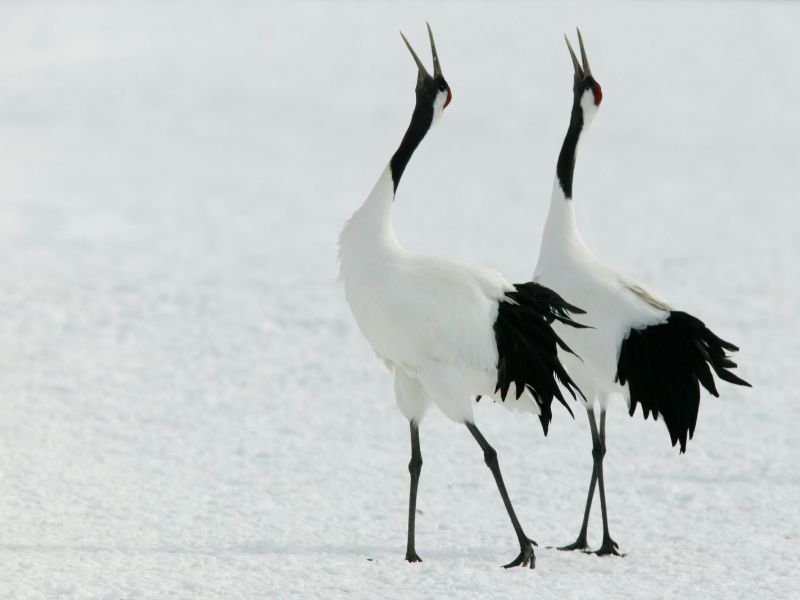 Limited Season Hokkaido Winter Wildlife Tour