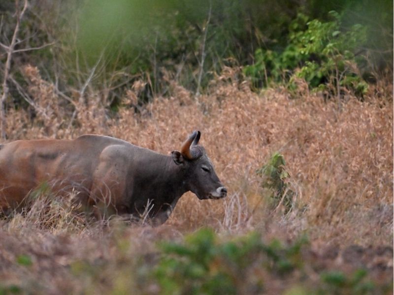 Siem Pang Wildlife Sanctuary