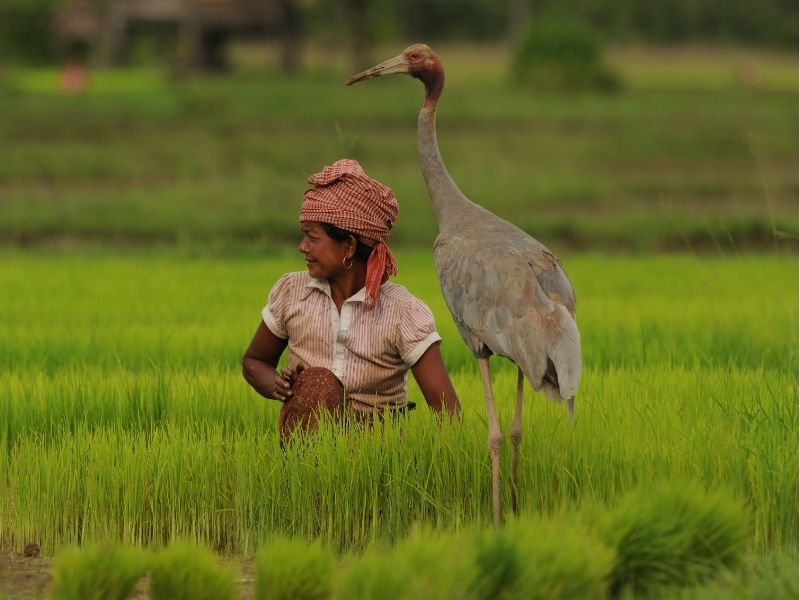 Angkor Temples and Wildlife Sanctuary