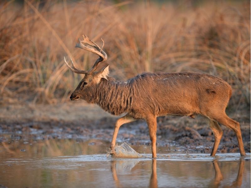 Angkor Temples and Wildlife Sanctuary