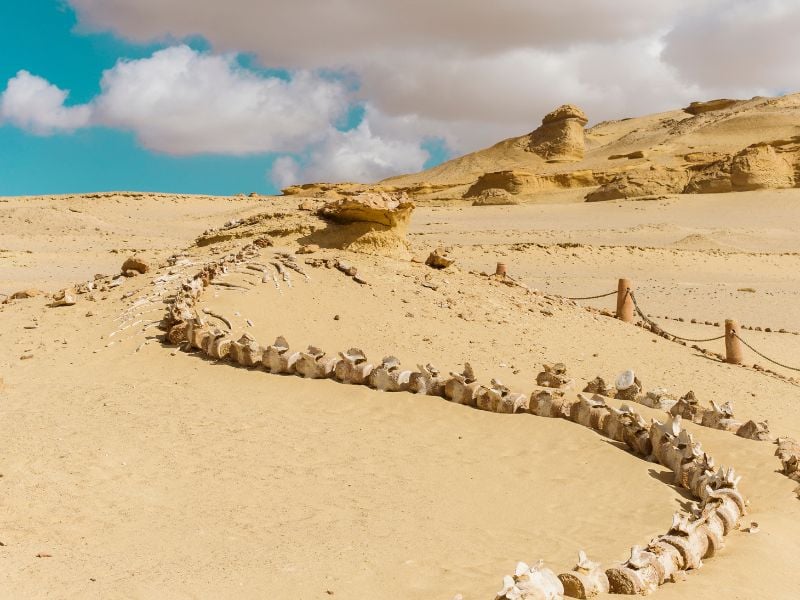Fayoum and White Desert Escape
