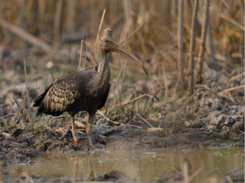 Siem Pang Wildlife Sanctuary
