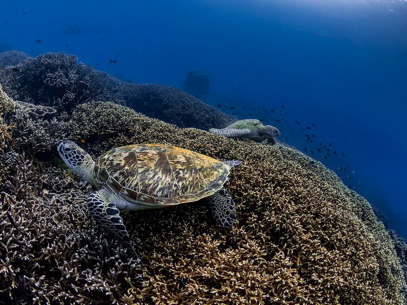 Discover Komodo’s Wonders on Luxury Phinisi