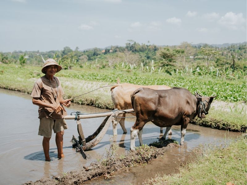 Bali Eco Harmony