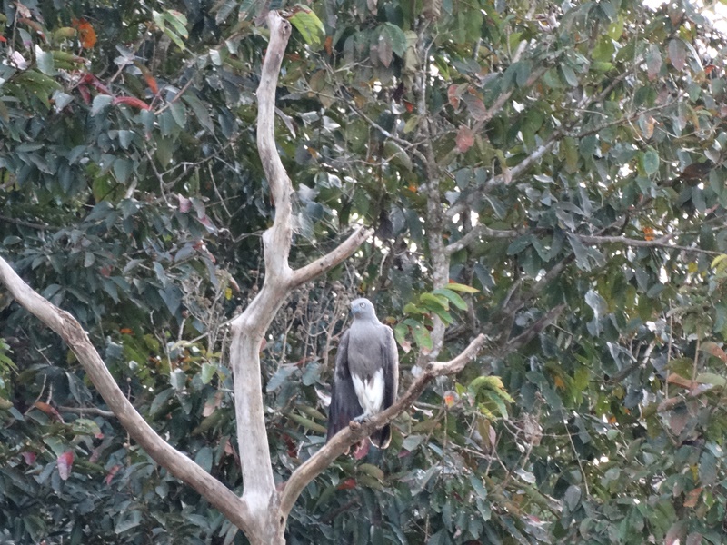 Back to Nature - Ulu Muda Escape