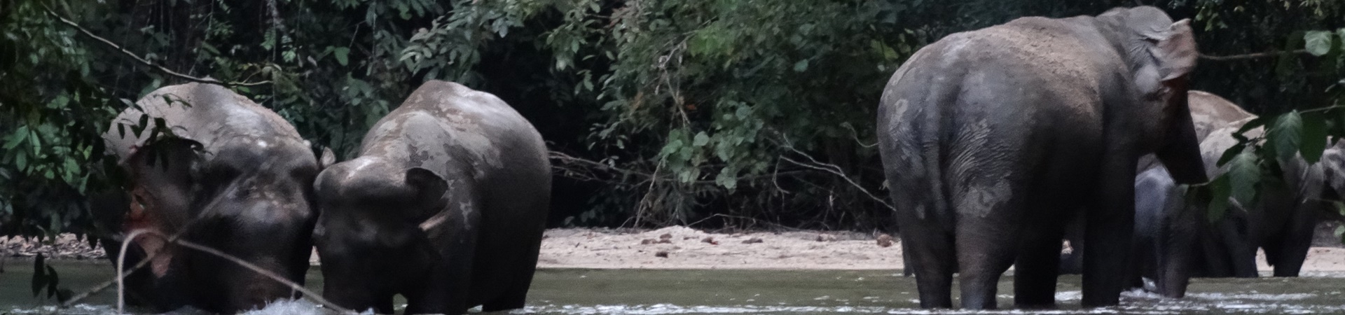 Nature Escape In West Malaysia