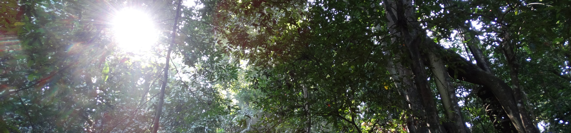 Image of Back to Nature - Ulu Muda Escape