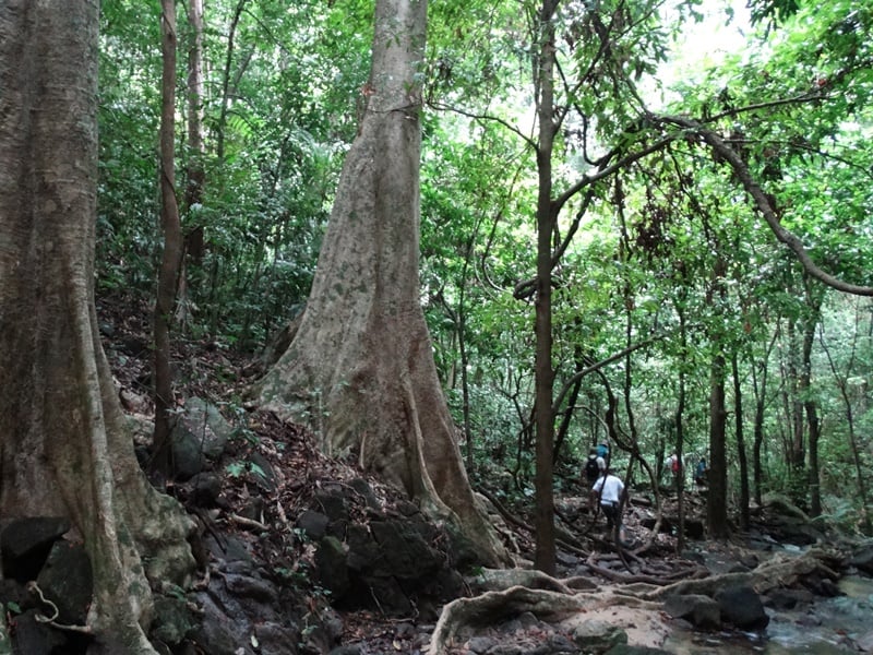 Nature Escape In West Malaysia
