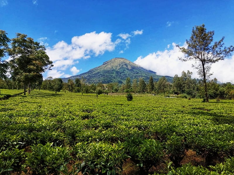 Dieng: Land Above the Clouds