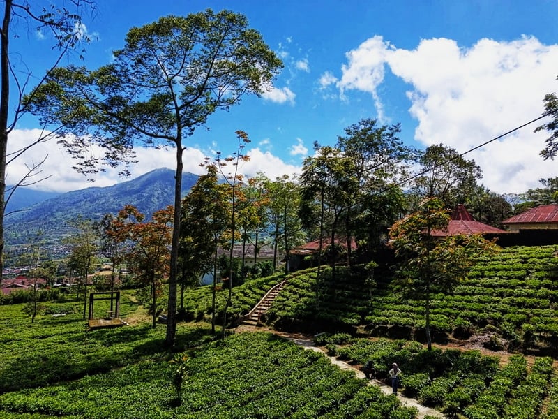 Grand Java Temples and Golden Hour