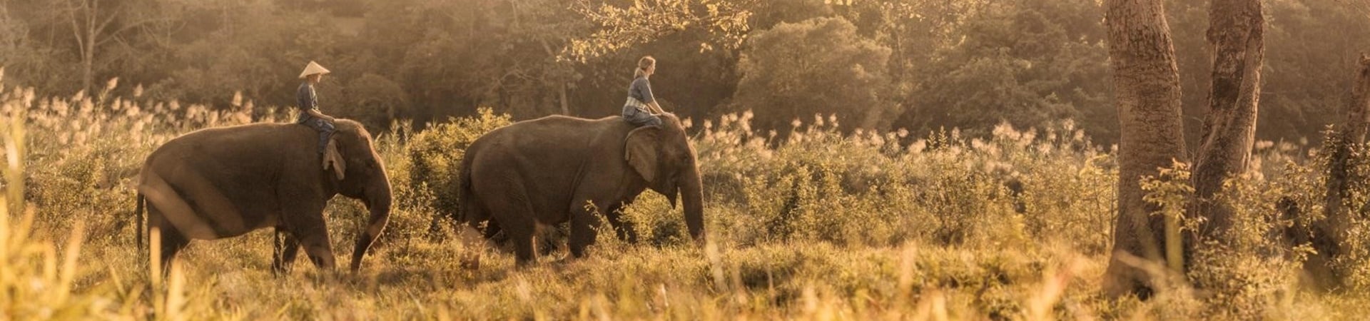Image of Luxury Glamping in North Thailand