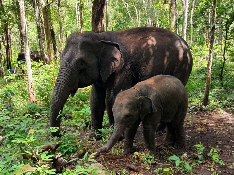 Rainforest Primate Adventure