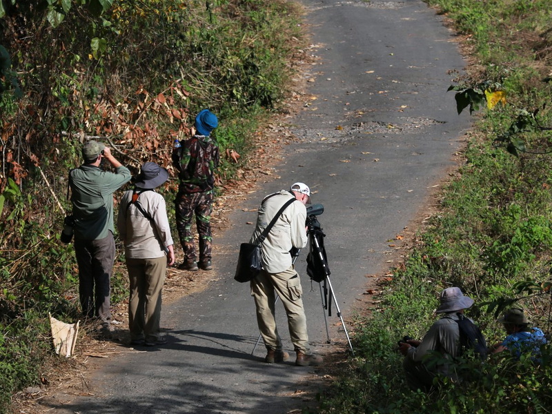 Komodo and Flores Bird Photography