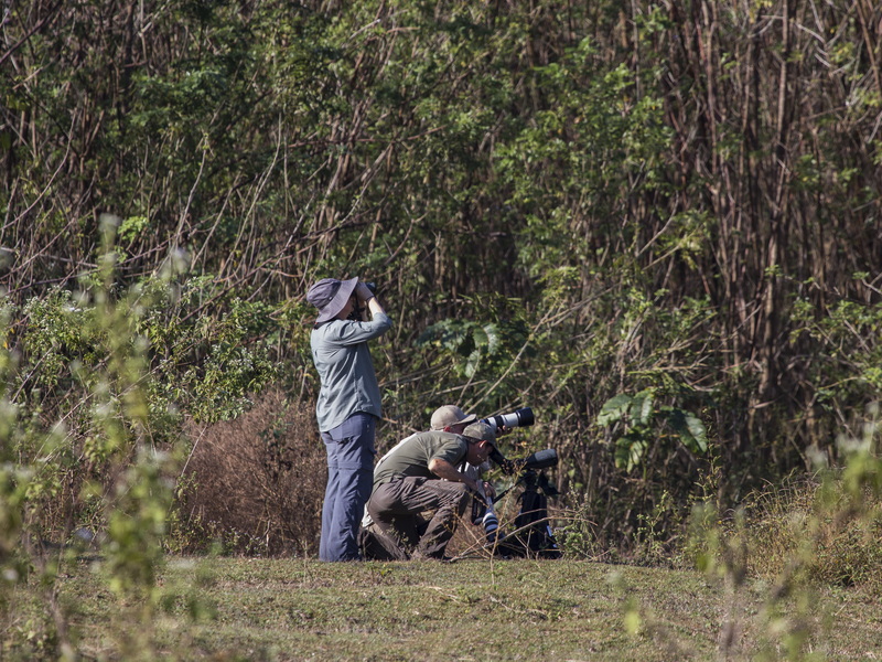 Chasing Endemics: Birding in Flores