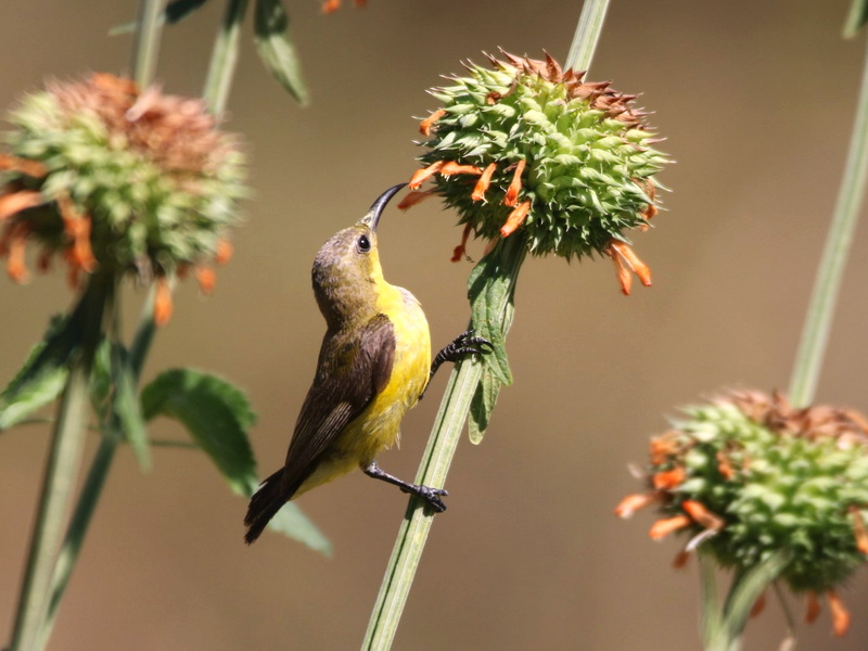 Komodo and Flores Bird Photography