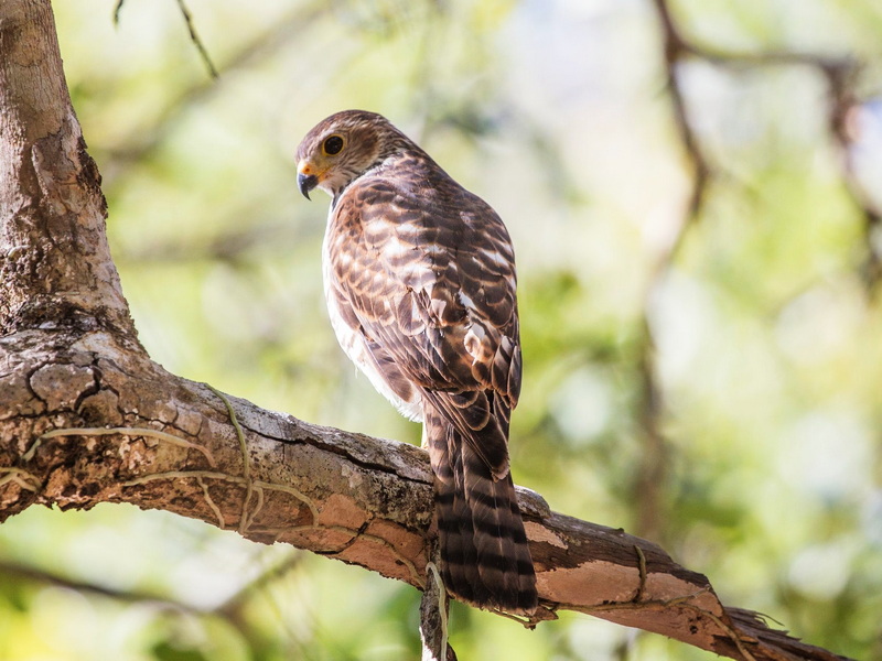 Komodo and Flores Bird Photography