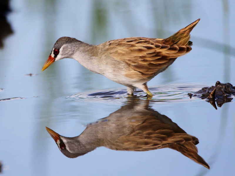 Chasing Endemics: Birding in Flores