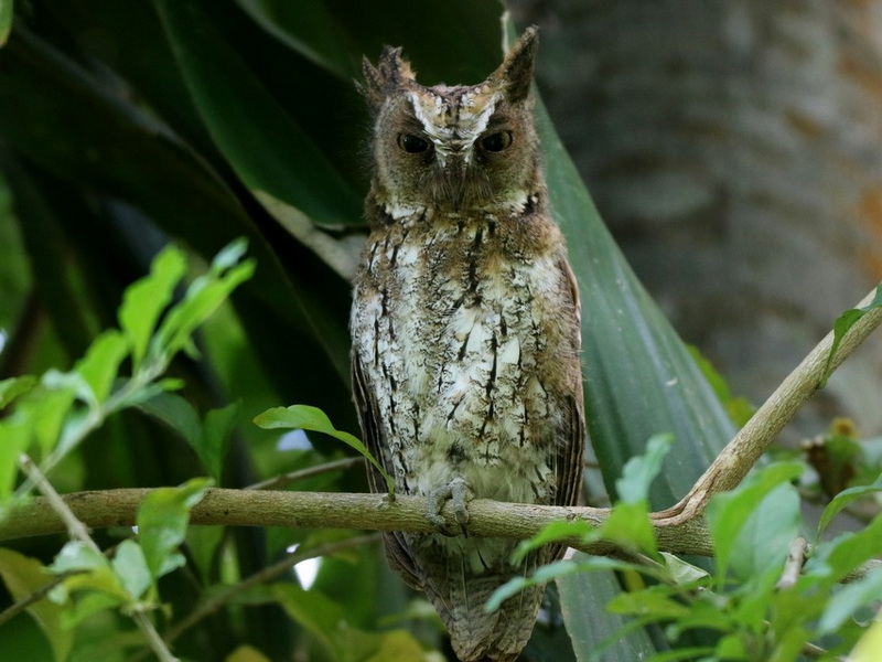 Chasing Endemics: Birding in Flores