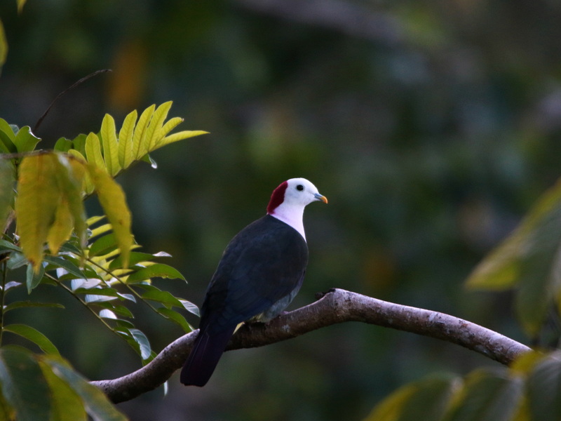 Chasing Endemics: Birding in Flores