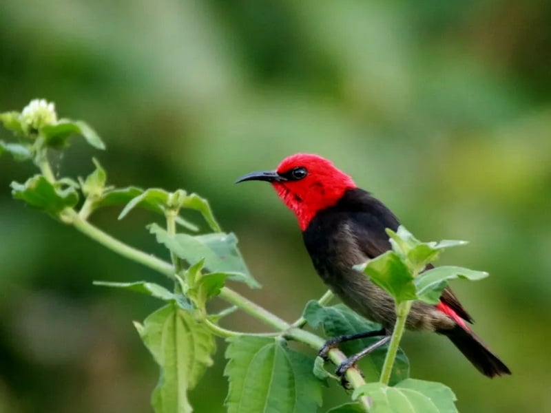 Chasing Endemics: Birding in Flores