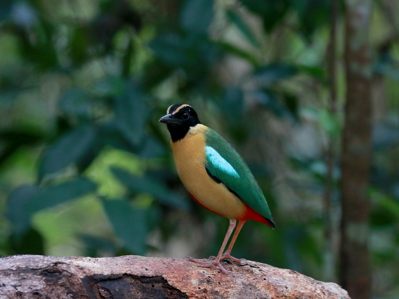 Chasing Endemics: Birding in Flores