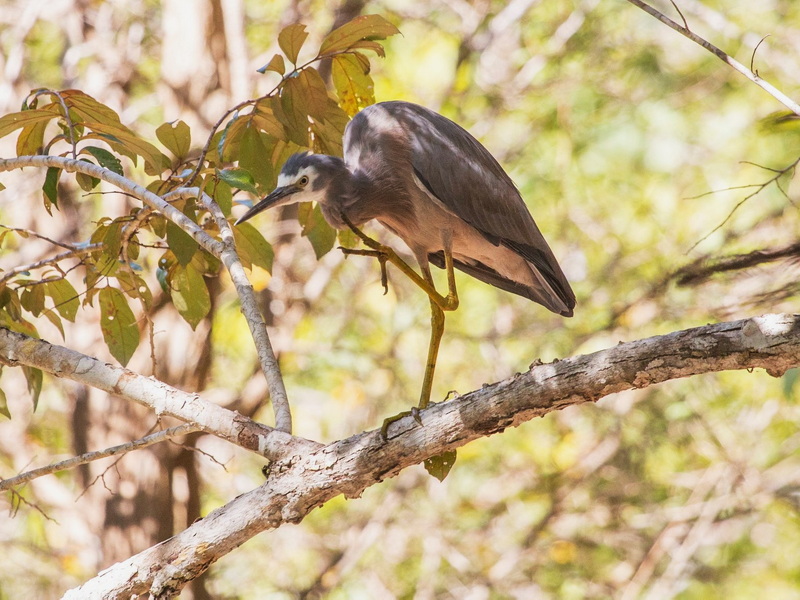 Komodo and Flores Bird Photography
