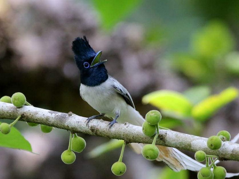 Chasing Endemics: Birding in Flores